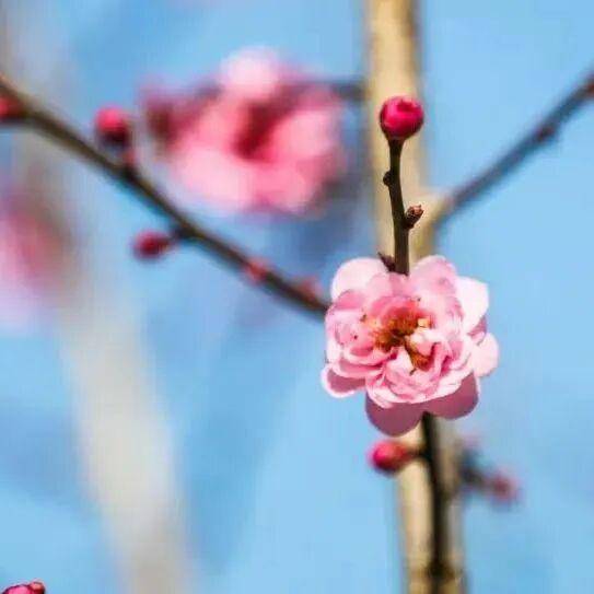 冬日浪漫！深圳坪山賞梅路線快收藏好