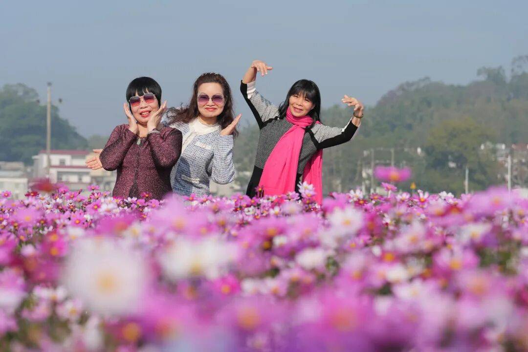 江門這些粉色花海，開了！趕快Mark住收藏→