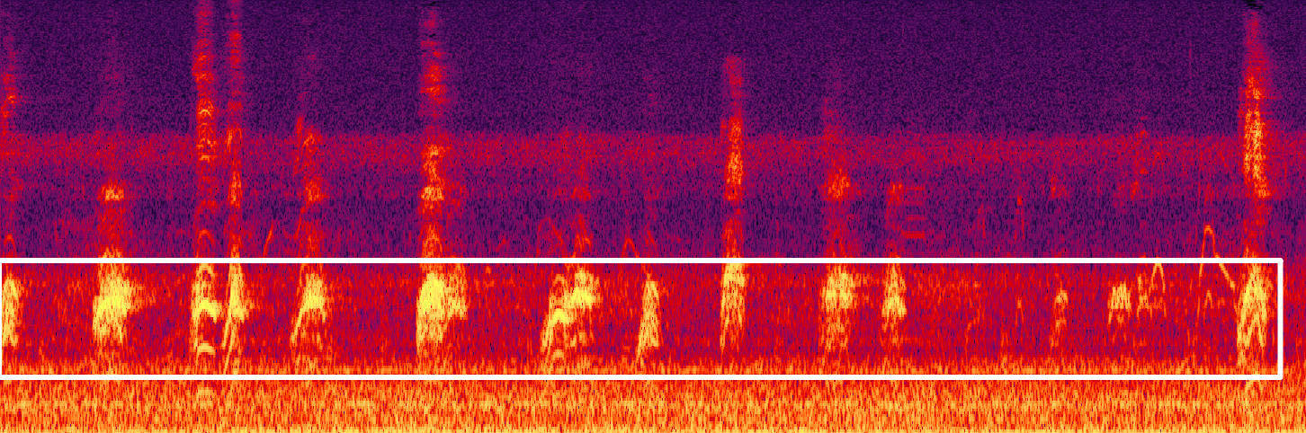 藏不住了！用科技解鎖大灣區中央溼地萌態圖鑑