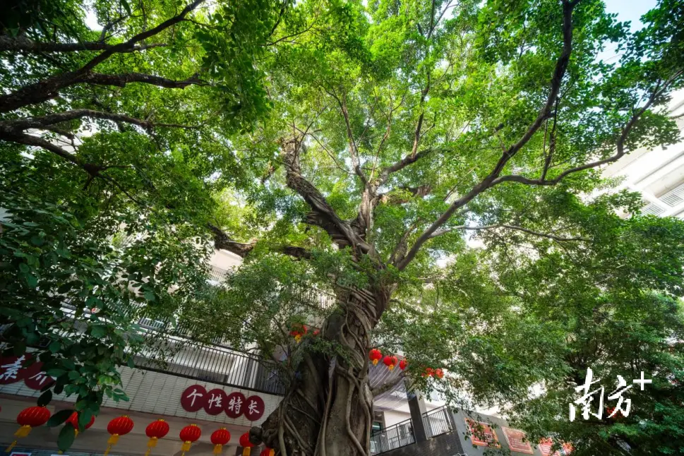 東莞這所小學120歲了，你對它瞭解多少？