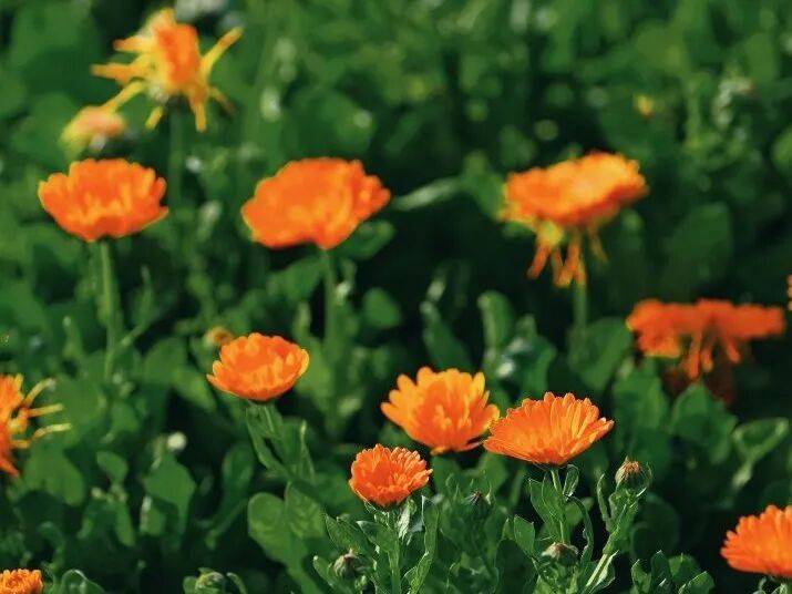 收藏！泉州春日賞花去哪裡？花期+地址全攻略