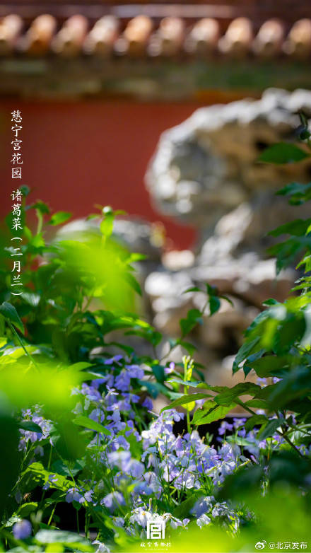 收藏瞭解！故宮裡的小眾花木也值得一看