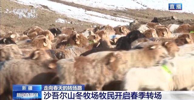 20萬餘頭牛羊“搬家”進行中 阿勒泰春季轉場有多壯觀