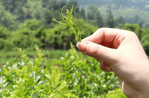 重大發現：雞蛋與它同吃，三高降了，肝乾淨了，眼睛明亮了，免疫力提高10倍!(建議收藏)