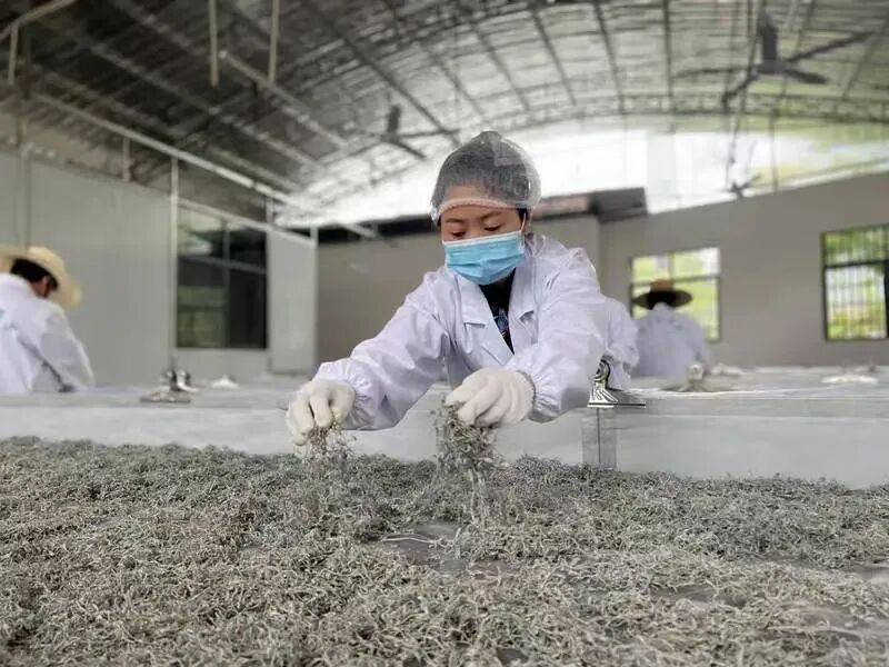 重大發現：雞蛋與它同吃，三高降了，肝乾淨了，眼睛明亮了，免疫力提高10倍!(建議收藏)