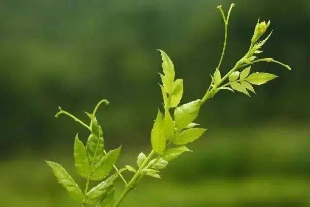 重大發現：雞蛋與它同吃，三高降了，肝乾淨了，眼睛明亮了，免疫力提高10倍!(建議收藏)
