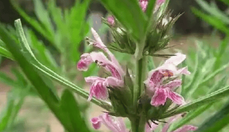 原創此為農村的“益母草”，它消炎止痛，還有美容功效，遇見記得了解下
