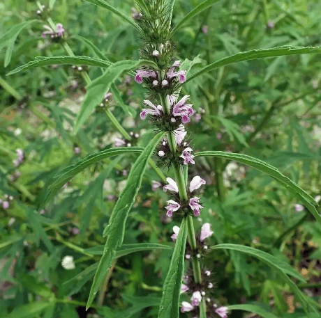 原創此為農村的“益母草”，它消炎止痛，還有美容功效，遇見記得了解下